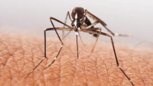 enfermedades por picadura de mosquito en españa